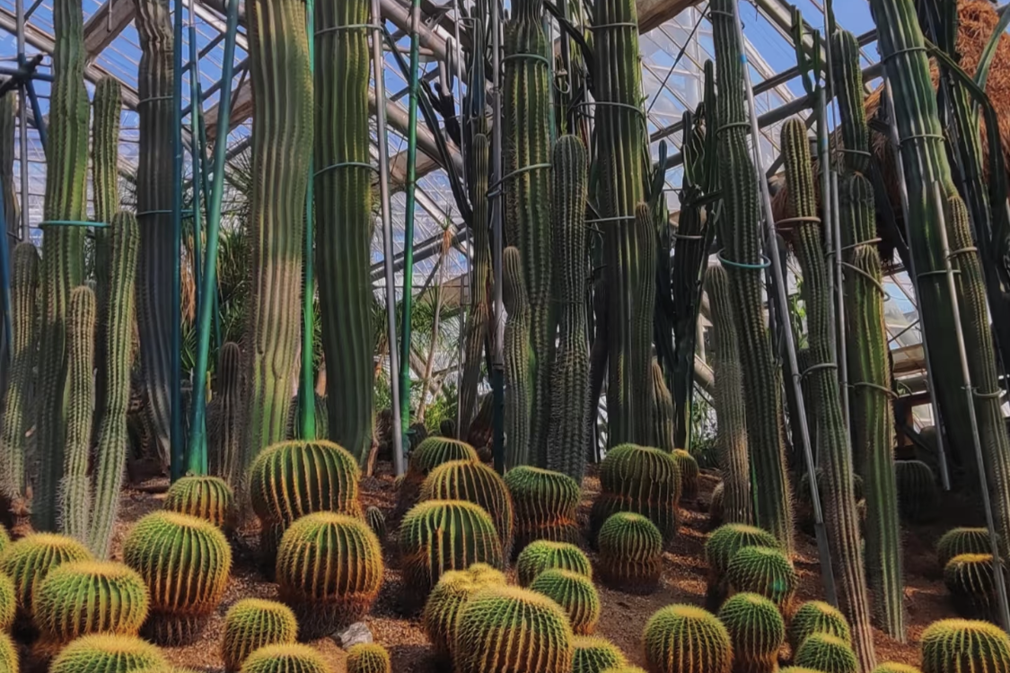 Nanshan Botanical Garden
